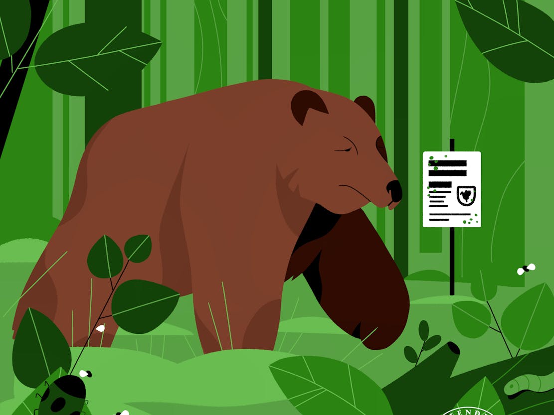 Vote for wildlife illustration grizzly bear